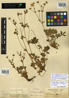 Syntype of Potentilla maculata Pourr. var. hirta Lange [family ROSACEAE]