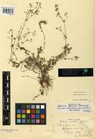 Lectotype of Galium sterneri Ehrend. [family RUBIACEAE]