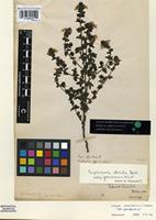 Type? of Euphrasia grandescens Wiinst. [family SCROPHULARIACEAE]