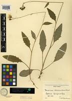 Isotype of Hieracium communifrons Wiinst. [family ASTERACEAE]