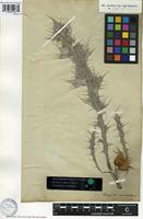 Syntype of Onopordum macracanthum Schousb. [family ASTERACEAE]