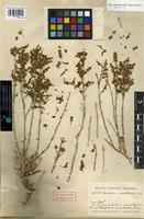 Syntype of Anabasis wakhanica Paulsen [family CHENOPODIACEAE]