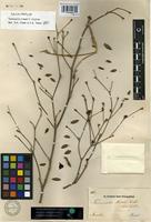 Isolectotype of Terminalia riedelii Eichler [family COMBRETACEAE]