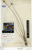 Syntype of Hypaelyptum argenteum Vahl [family CYPERACEAE]