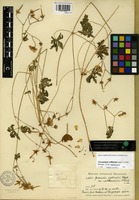 Lectotype of Geranium collinum Steph. ex Willd. var. wakhanicum Paulsen [family GERANIACEAE]
