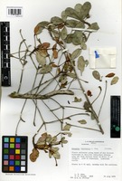 Isotype of Gesneria haitiensis L.E. Skog [family GESNERIACEAE]