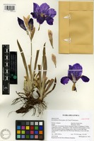 Isotype of Iris hellenica Mermygkas, Kit Tan and Yannitsaros [family IRIDACEAE]