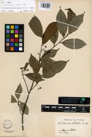 Isosyntype of Nectandra debilis Mez [family LAURACEAE]
