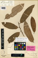 Syntype of Knema stenocarpa Warb. [family MYRISTICACEAE]