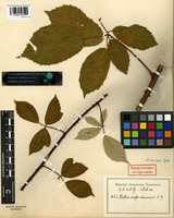 Syntype of Rubus anglo-saxonicus Gelert [family ROSACEAE]