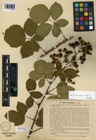 Lectotype of Rubus polyanthemus Lindeb. [family ROSACEAE]