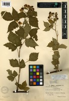 Lectotype of Rubus septifolius H.E. Weber [family ROSACEAE]