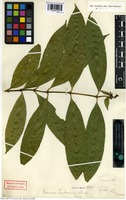 Type of Faramea liebmannii Standl. [family RUBIACEAE]