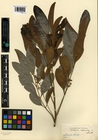 Syntype of Matayba intermedia Radlk. [family SAPINDACEAE]