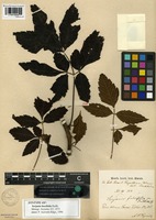 Syntype of Serjania fuscifolia Radlk. [family SAPINDACEAE]