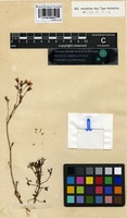 Syntype of Saxifraga paniculata Hornem. [family SAXIFRAGACEAE]