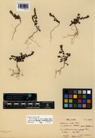 Syntype of Euphrasia nemorosa Pers. forma procumbens Pugsley [family SCROPHULARIACEAE]