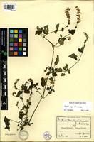 Isotype of Justicia nyassana Lindau [family ACANTHACEAE]