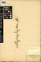 Isotype of Celosia welwitschii Schinz [family AMARANTHACEAE]