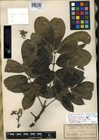 Isolectotype of Trichilia vestita C. DC. [family MELIACEAE]