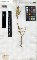 Syntype of Aerva tomentosa Forssk. [family AMARANTHACEAE]