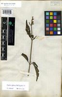 Filed as Justicia flava (Vahl) Vahl [family ACANTHACEAE]