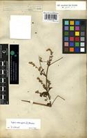 Syntype of Digera arvensis Forssk. [family AMARANTHACEAE]