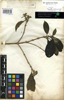 Syntype of Pavetta villosa Vahl [family RUBIACEAE]