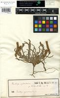 Syntype of Plantago cylindrica Forssk. [family PLANTAGINACEAE]