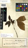 Holotype of Pyrus hadiensis Forssk. [family ROSACEAE]