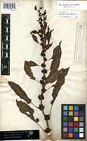 Filed as Rumex dentatus L. [family POLYGONACEAE]