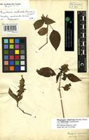 Lectotype of Ruellia imbricata Forssk. [family ACANTHACEAE]