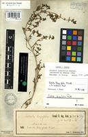Syntype of Salsola longifolia Forssk. [family CHENOPODIACEAE]