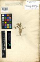 Holotype of Serratula spinosa Forssk. [family COMPOSITAE]