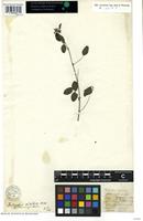 Syntype of Indigofera thonningii Schumach. [family FABACEAE]