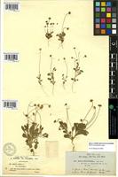 Type of Bellis microcephala Lange [family COMPOSITAE]