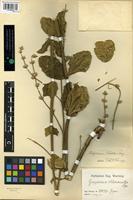 Isotype of Gomphrena chloromalla Lopr. [family AMARANTHACEAE]