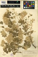 Isotype of Iresine alternifolia S. Watson [family AMARANTHACEAE]