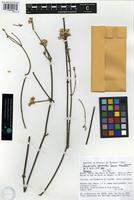 Isotype of Quaternella ephedroides Pedersen [family AMARANTHACEAE]