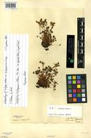 Syntype of Saxifraga rivularis L. var. purpurascens Lange [family SAXIFRAGACEAE]