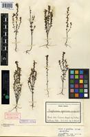 Lectotype of Euphrasia x gratiosa Wiinst. [family SCROPHULARIACEAE]