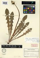 Holotype of Taraxacum atroglaucum M.P. Christ. [family ASTERACEAE]