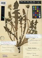 Lectotype of Taraxacum acromaurum Dahlst. [family ASTERACEAE]
