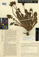 Syntype of Taraxacum orcadense Dahlst. [family ASTERACEAE]