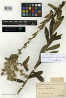 Syntype of Vernonia cognata Less. var. cinerascens Baker [family ASTERACEAE]