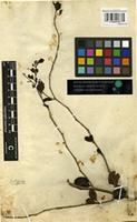 Type of Rochefortia ovata Sw. [family BORAGINACEAE]