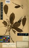 Type of Terminalia mollis (C. Presl) M.A. Lawson [family COMBRETACEAE]