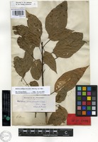 Type of Croton coccineus Vahl [family EUPHORBIACEAE]