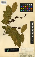Type? of Drepanocarpus crista-castrensis Mart. [family FABACEAE]