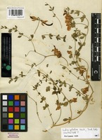 Type? of Lotus gebelia Vent. [family FABACEAE]